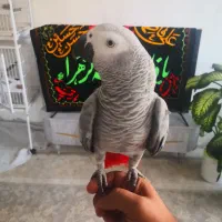 کاسکو کلامم دار یکسال و نیمه