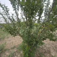 فروش و تهاتر زمین ۸۰۰۰ متری در یوسف اباد صیرفی|فروش زمین و ملک کلنگی|شهریار, یوسف آباد صیرفی|دیوار