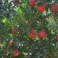 انار دون مشکی درجه ۱