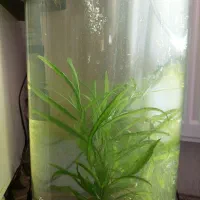 فروش تعدادی ماهی و آکواریوم استوانه ای|ماهی|محمدیه-قزوین, |دیوار