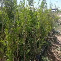استخدام نیروی کار گلخانه نهال کار