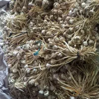 فروش سیر محلی