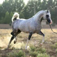 خرید وفروش باچک مدتی