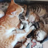 واگذاری چند توله گربه