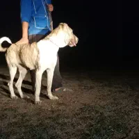 ماده خراسانی اصیل 16 ماهه شجره دار|سگ|خان ببین, |دیوار