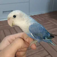 طوطی برزیلی|پرنده|شهریار, شهرک امیریه|دیوار