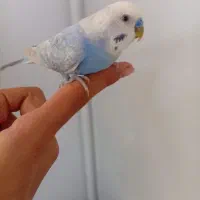 ساعت