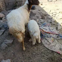 میش و بره گوش بور