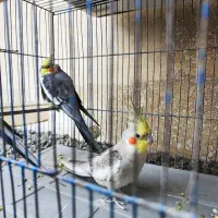 عروس هلندی نر بالغ|پرنده|تالش, هشتپر|دیوار