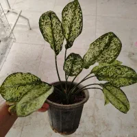 گل طبیعی|گل و گیاه طبیعی|نجفآباد, امام خمینی|دیوار