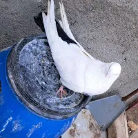 تکدوم نر|پرنده|سردرود, |دیوار