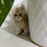 گربه|گربه|گنبد کاووس, |دیوار