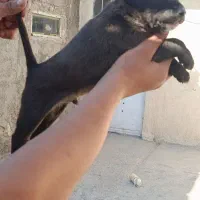 توله نر قدرجونی|سگ|رامهرمز, |دیوار