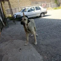 پژدر