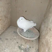 کفتر . کبوتر|حیوانات|ورامین, ورامین|دیوار