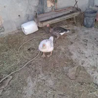 غاز|حیوانات مزرعه|شهرکرد, |دیوار