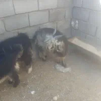 سلام یه بیگ گم شده