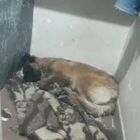 سگ گمشده|حیوانات|اسفراین, |دیوار