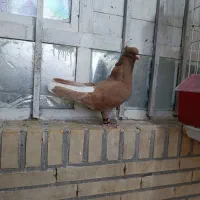ماده زرد دم سفید فوق درشت