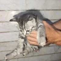 واگذار بچه گربه