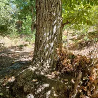 فروش درخت گردو کهنسال