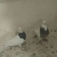 کفتر فروشی بضمانت تخم جوجه و پرش|پرنده|تربت‌حیدریه, حاجی یار‎|دیوار