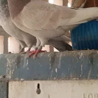 کبوتر نر و ماده باجوجه|پرنده|تهران, خاوران|دیوار