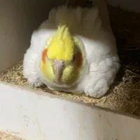 جفت عروس لوتینو روی تخم