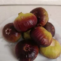 انجیر سیاه