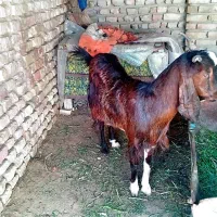 بز پاکستانی نژاد دار