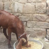 بیگ و بره