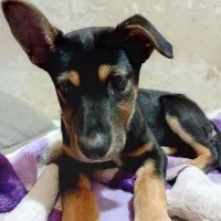 واگذاری سگ دوبرچیتر