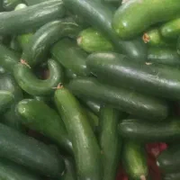 خیارسبزسالادی