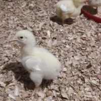 جوجه گوشتی راس ۳۰۸