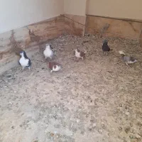 کبوتر|پرنده|تاکستان, |دیوار