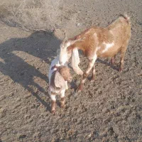 بز زاییده|حیوانات مزرعه|سبزوار, رباط|دیوار