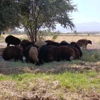 بره نر ۲۰ تا