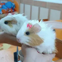 خوشگل از این خوکچه هم مگه داریم