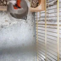 سهره کرمونی|پرنده|مرودشت, مختارآباد|دیوار