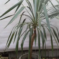 گل وگیاه|گل و گیاه طبیعی|شلمان, |دیوار