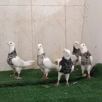 طوقی ۶ عدد نر اس|پرنده|شاهینشهر, عطار|دیوار