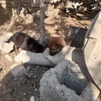 توله سگ|سگ|آکند, |دیوار