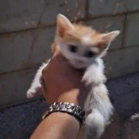 واگذاری رایگان بچه گربه
