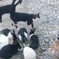 خرگوش|موش و خرگوش|دهدشت, |دیوار