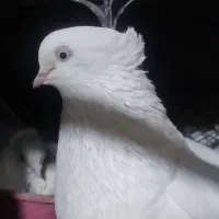جفت دمبی چشم و نوک سفید سالم