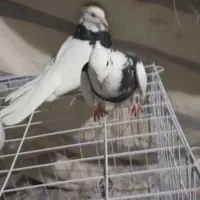 طوق سیاه|پرنده|دره شهر, |دیوار