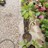 آواکادو پیوندی