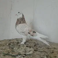 کبوتر یا کفتر پرشی|پرنده|چهاردانگه (تهران), |دیوار