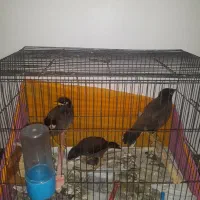 جوجه مینا ۲ ماهه