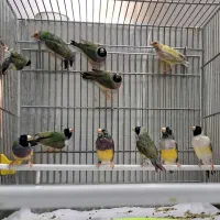 فنچ گلدین|پرنده|قم, هفت تیر|دیوار